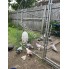 Turkish tumbler pigeons
