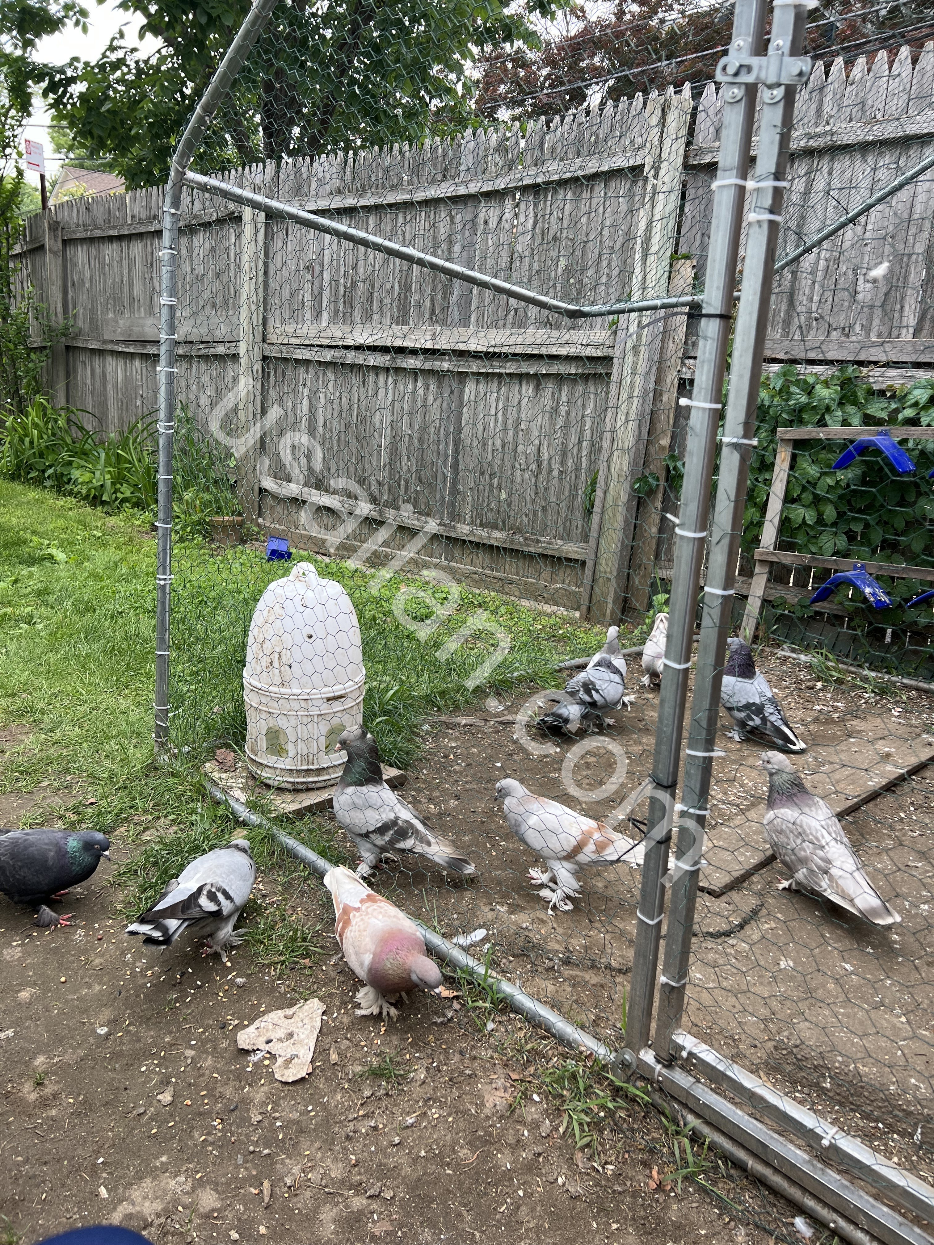 Turkish tumbler pigeons